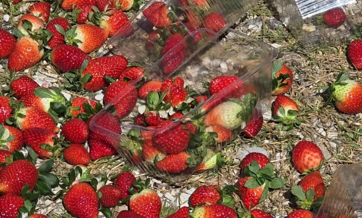 Çmimi i ulët i luleshtrydhes nxjerr në protestë fermerët e Fierit, ankohen për politikat e pikave të grumbullimit