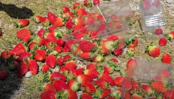 Çmimi i ulët i luleshtrydheve/ Fermerët e Fierit dalin në protestë: Asnjë ndihmë nga shteti, po falimentojmë