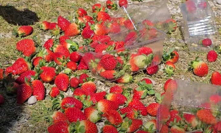 Çmimi i ulët i luleshtrydheve/ Fermerët e Fierit dalin në protestë: Asnjë ndihmë nga shteti, po falimentojmë