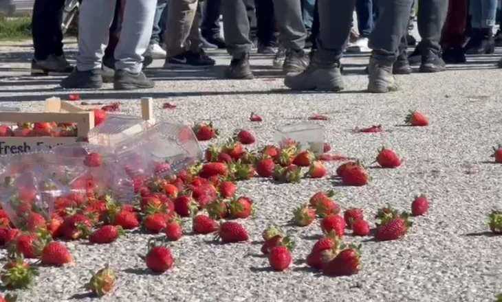 Çmimi i ulët i luleshtrydheve, fermerët e Fierit dalin në protestë