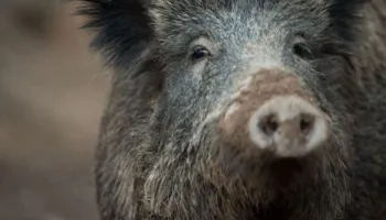 Derri i egër surprizon berlinezët, kapet ‘mat’ duke shëtitur në qendrën tregtare