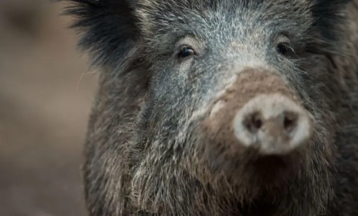 Derri i egër surprizon berlinezët, kapet ‘mat’ duke shëtitur në qendrën tregtare