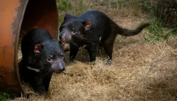 Djalli i Tasmanisë: Çfarë nuk dini për kafshën më të keqkuptuar në botë