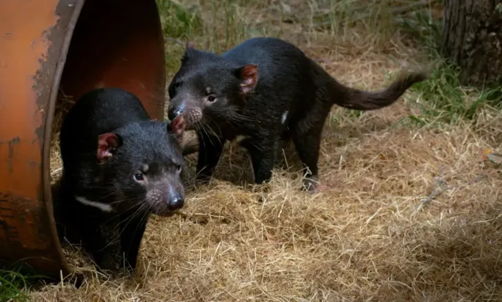 Djalli i Tasmanisë: Çfarë nuk dini për kafshën më të keqkuptuar në botë