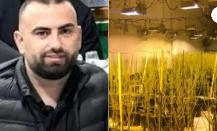 Drejtesia qe duan! Ju gjeten 4000 rrenje kanabis, lirojet drejtori i burgut te Rrogozhines