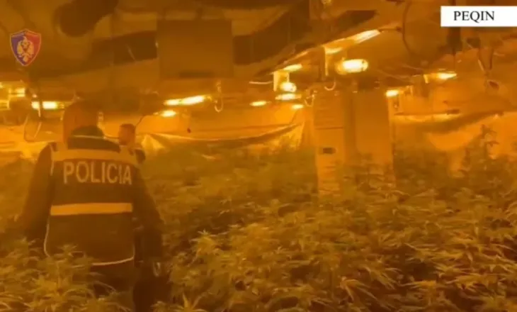 Drejtor i Burgut me magazinë kanabisi, i përfshirë edhe përgjegjësi i OSHEE-së