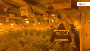 Drejtori i burgut të Rrogozhinës e kishte mbushur plot me kanabis, momenti kur policia “mësyn” në magazinë (VIDEO)