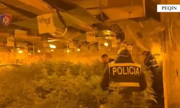 Drejtori i burgut të Rrogozhinës e kishte mbushur plot me kanabis, momenti kur policia “mësyn” në magazinë (VIDEO)