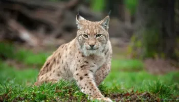 Dy rrëqebuj të rinj ballkanikë pikasen në kamera në Malin e Sharrit në Maqedoninë e Veriut