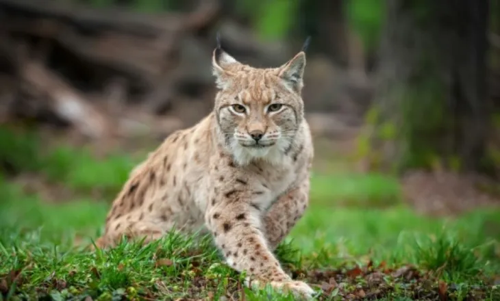 Dy rrëqebuj të rinj ballkanikë pikasen në kamera në Malin e Sharrit në Maqedoninë e Veriut