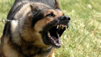 E rëndë/ Qeni sulmon 10-vjeçaren në Pogradec, e mitura përfundon në spital me plagë të shumta