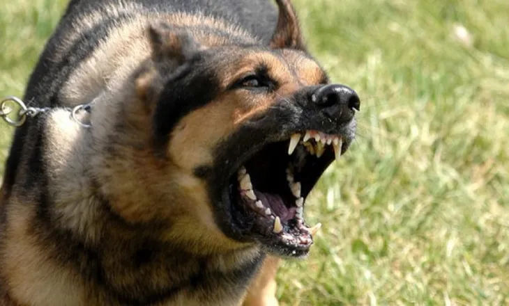 E rëndë/ Qeni sulmon 10-vjeçaren në Pogradec, e mitura përfundon në spital me plagë të shumta