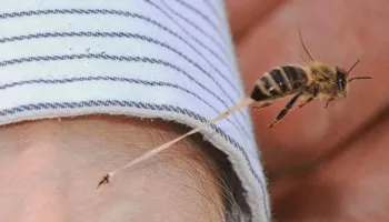 EMRI-FOTO/ U pickua nga bleta, humb jetën alpinisti në Greqi