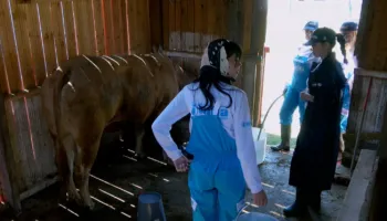 Fermerët në aksion: Pastrojnë vendin, përpiqen të mjelin lopën dhe ndajnë batuta