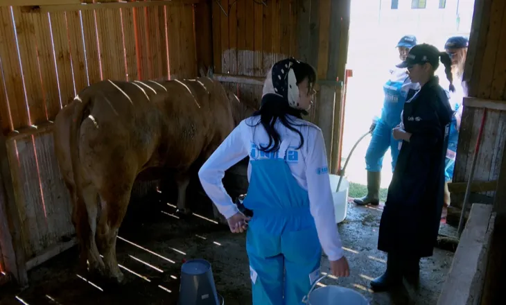 Fermerët në aksion: Pastrojnë vendin, përpiqen të mjelin lopën dhe ndajnë batuta