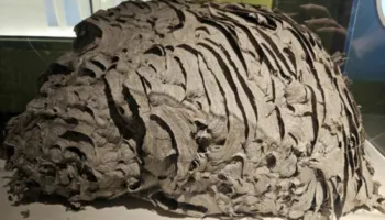 Fole gjigante grerëzash zbulohet në New York, ekspozohet në muze