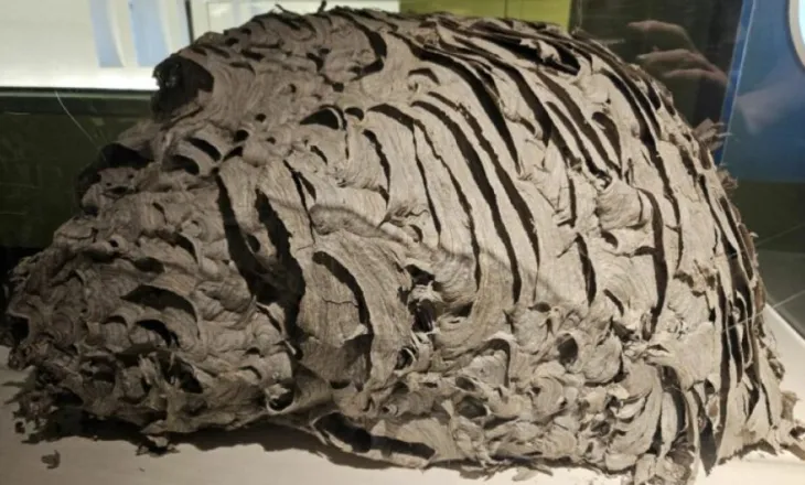 Fole gjigante grerëzash zbulohet në New York, ekspozohet në muze