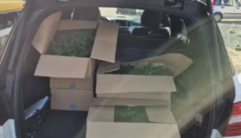 FOTO/ Kishte mbushur makinën e vjedhur plot me kanabis, policia arreston shqiptarin