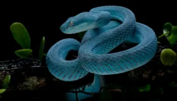 Gjarpërinj të paparë më parë zbulohen në shpellat kamboxhiane