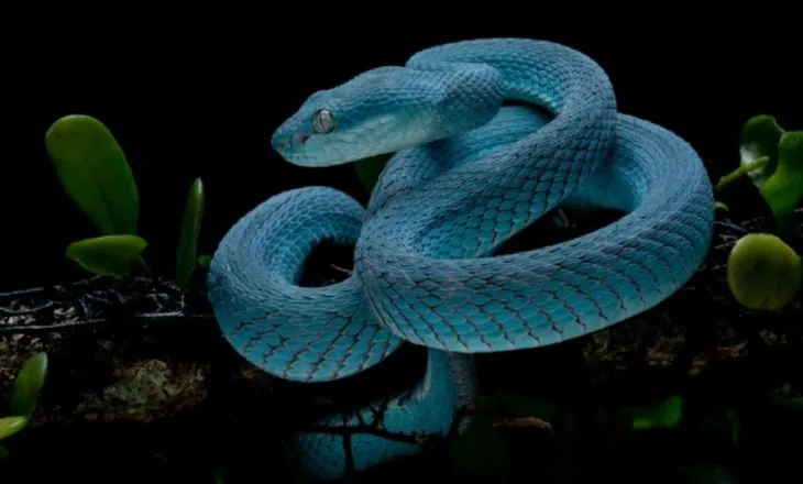 Gjarpërinj të paparë më parë zbulohen në shpellat kamboxhiane