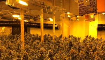 Gjenden 4 mijë rrënjë kanabisi në një banesë në Peqin, dyshohet se i përket Drejtorit të Burgut të Rrogozhinës