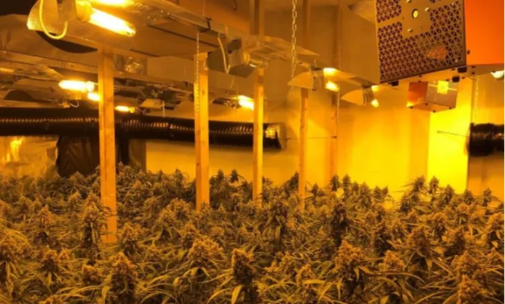 Gjenden 4 mijë rrënjë kanabisi në një banesë në Peqin, dyshohet se i përket Drejtorit të Burgut të Rrogozhinës