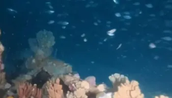 Gjenden në Australi rrënojat e anijes me avull City of Hobart