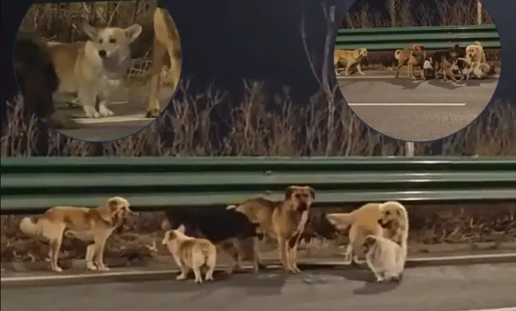 Historia që po çmend botën/ 7 qen arratisen nga kamioni i thertores në Kinë dhe ecin 17 km për t’u kthyer në shtëpi