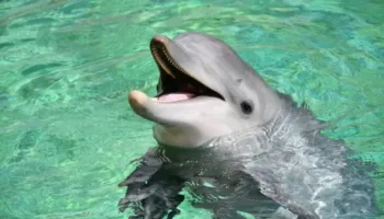 Hulumtim: Delfinët i rrahin të vegjlit e tyre dhe i thërrasin njëri-tjetrin ‘me emër’