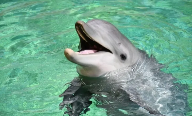 Hulumtim: Delfinët i rrahin të vegjlit e tyre dhe i thërrasin njëri-tjetrin ‘me emër’