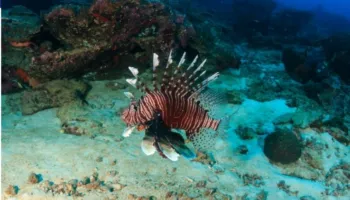 I bukur, por i rrezikshëm: Peshku me gjemba helmues që është bëre banor i përhershëm i Adriatikut