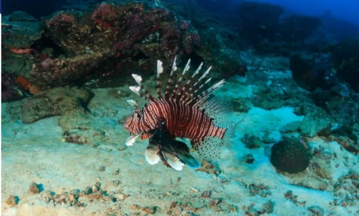 I bukur, por i rrezikshëm: Peshku me gjemba helmues që është bëre banor i përhershëm i Adriatikut