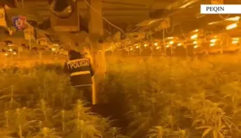 Iu kapën 4 mijë rrënjë kabanis në një maganizë, zbardhet dëshmia e drejtorit të burgut të Rrogozhinës: Është në pronësi të vëllait