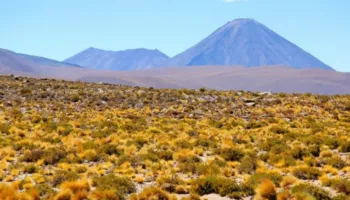 Jeta lulëzon nën rërën e nxehtë të shkretëtirës së Atakamës