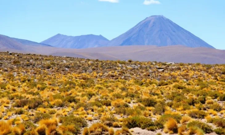 Jeta lulëzon nën rërën e nxehtë të shkretëtirës së Atakamës