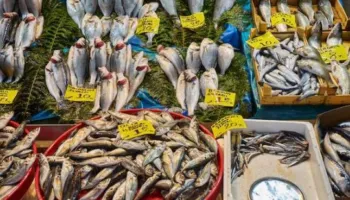 Jo të gjithë peshqit janë të shëndetshëm, ja cilët nuk duhet t’i konsumoni