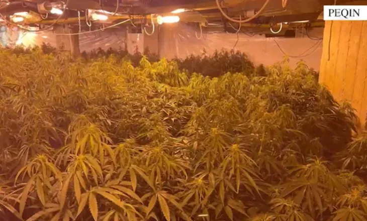 Kanabisi i fshehur në magazinën në Peqin, arrestohet një person, shpallen në kërkim katër të tjerë