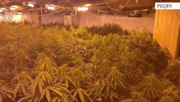 Kanabisi i fshehur në magazinën në Peqin, reagon policia: Arrestohet një person, katër në kërkim, mes tyre vëllai i drejtorit të burgut të Rrogozhinës