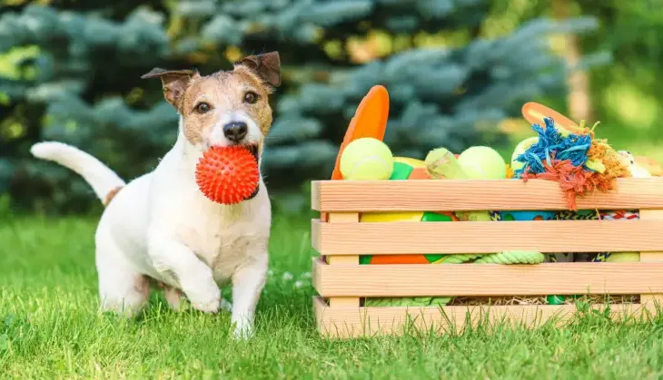 Këto janë 2 ngjyrat që preferojnë qentë