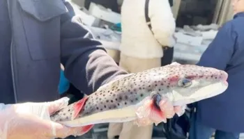 Konsiderohet si tepër i rrezikshëm, kapet në Vlorë peshku helmues