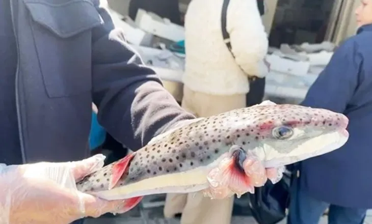 Konsiderohet si tepër i rrezikshëm, kapet në Vlorë peshku helmues