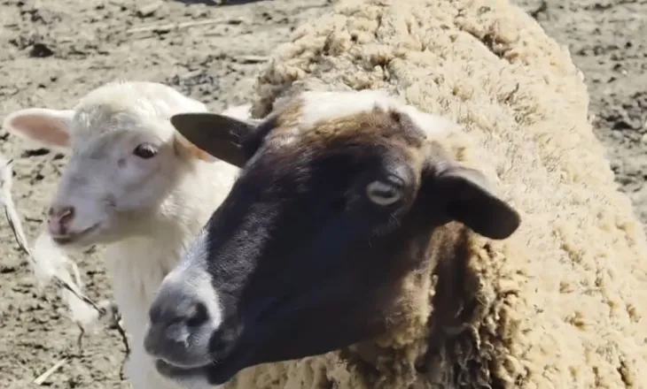 Kriza e blegtorëve në Fier/ Ankohen se nuk kanë treg, fermerët: Na dëmtoi edhe lagështia, janë rritur kostot