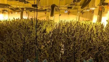 Kultivim dhe trafik droge, 8 shqiptar të arrestuar në Spanjë