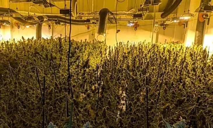 Kultivim dhe trafik droge, 8 shqiptar të arrestuar në Spanjë