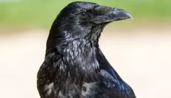 Ky është zogu më hakmarrës: Mund të kujtojë se kush e ngacmonte deri në 17 vjet