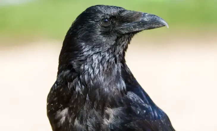 Ky është zogu më hakmarrës: Mund të kujtojë se kush e ngacmonte deri në 17 vjet