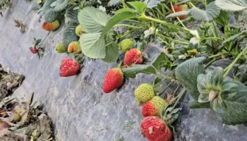 Luleshtrydhet i zhduku balta/ Fermerët në Fier: U përmbytën 300 dynymë sera dhe nuk u dëmshpërblyem