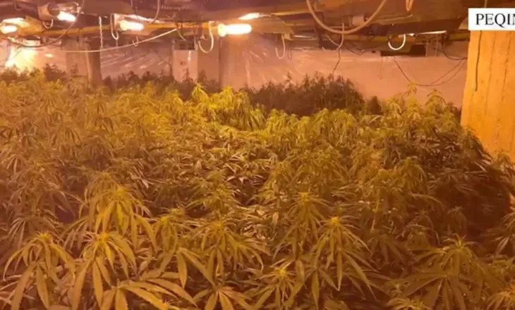 Magazina me drogë në Peqin, policia: Arrestohet faturisti i OSHEE, në kërkim 4 persona, mes tyre vëllai i drejtorit të burgut (VIDEO)