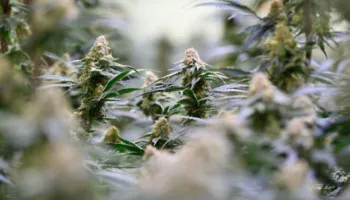 ‘Më shumë dëm sesa dobi’, Studimi: Kanabisi sjell pak përfitime për problemet e shëndetit mendor