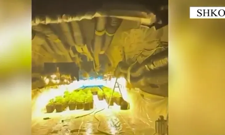 Më shumë “shtëpi bari” në Shkodër, policia shpall planin e masave kundër kultivuesve të kanabisit